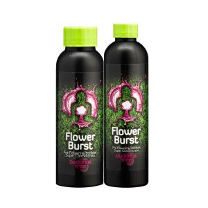 Buddhas Tree Flower Burst