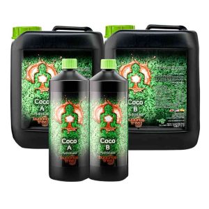 Buddhas Tree Coco A and B